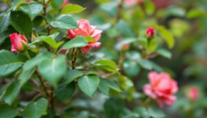 Rosiers : cet ingrédient naturel de février combat les taches noires mieux que le cuivre